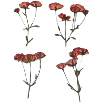 40pcs Stlačené Sušené Rose S Stonky Kvetu Rastlín Herbarium Pre Photo Frame Nail Art Make Up a Šperky Záložku Telefón Prípade Karty urob si sám